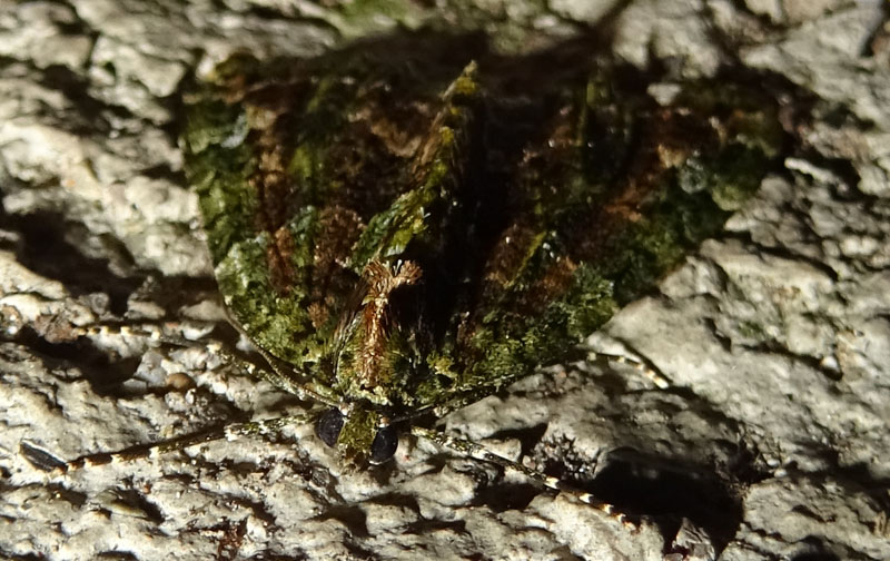 da determinare. Chloroclysta siterata - Geometridae